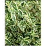 Thymus citriodorus Silver Queen - Macierzanka cytrynowa Silver Queen - fioletowe, wys. 30, kw 6/7 FOTO
