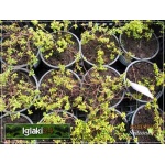 Thymus citriodorus Silver Queen - Macierzanka cytrynowa Silver Queen - fioletowe, wys. 30, kw 6/7 FOTO