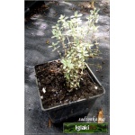 Thymus citriodorus Silver King - Macierzanka cytrynowa Silver King - różowe, wys. 15, kw 6/8 FOTO