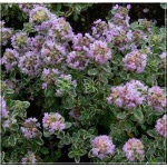 Thymus citriodorus Silver King - Macierzanka cytrynowa Silver King - różowe, wys. 15, kw 6/8 C0,5 xxxy