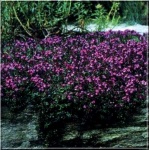 Thymus praecox Coccineus - Macierzanka wczesna Coccineus - różowe, wys. 5, kw 5/6 FOTO 