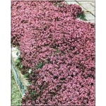 Thymus praecox Coccineus - Macierzanka wczesna Coccineus - różowe, wys. 5, kw 5/6 FOTO 
