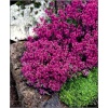 Thymus praecox Red Carpet - Macierzanka wczesna Red Carpet - fioletowo-czerwone, wys. 7, kw. 5/8 C0,5 zzzz xxxy
