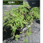 Thymus serpyllum - Macierzanka piaskowa - różowa, niska ciemna, wys 5, kw 6/8 C0,5 