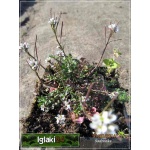 Thymus serpyllum - Macierzanka piaskowa - różowa, niska ciemna, wys 5, kw 6/8 FOTO