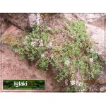 Thymus serpyllum - Macierzanka piaskowa - różowa, niska ciemna, wys 5, kw 6/8 C0,5 