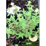 Thymus vulgaris Compactus - Macierzanka tymianek Compactus - kw. różowe, wys. 25, kw 5/8 FOTO