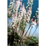Tiarella cordifolia Pink Skyrocket - Tiarella sercolistna Pink Skyrocket - jasno różowy, wys. 35, kw 4/5 FOTO