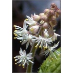 Tiarella cordifolia - Tiarella sercolistna - biały, wys. 20, kw 5/8 FOTO