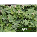 Tiarella Spring Symphony - Tiarella Spring Symphony - jasnoróżowy, liść zielono-purpurowy, wys. 20, kw. 5/6 FOTO