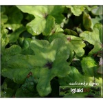 Tiarella Spring Symphony - Tiarella Spring Symphony - jasnoróżowy, liść zielono-purpurowy, wys. 20, kw. 5/6 FOTO