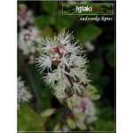 Tiarella Sugar and Spice - Tiarella Sugar and Spice - jasnoróżowe, liść zielono-brązowy, wys. 30, kw. 5/7 FOTO
