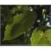 Tilia americana Macrophylla - Lipa amerykańska Macrophylla FOTO