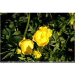 Trollius Europaeum - Pełnik Europejski - żółty, wys 70, kw 5/7 FOTO 