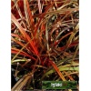 Uncinia rubra - Uncinia czerwona - czerwony liść, wys. 30, kw. 5/6 C0,5 xxxy