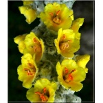 Verbascum bombyciferum - Dziewanna omączona - żółte, wys. 180, kw 6/9 FOTO 