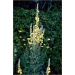 Verbascum olympicum - Dziewanna olimpijska - żółta, wys 50/200, kw 6/8 FOTO 