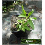 Veronica spicata Heidekind - Przetacznik kłosowy Heidekind - różowo-czerwone, wys. 25 cm, kw 7/8 C0,5 P