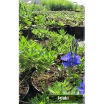 Veronica spicata Shirley Blue - Przetacznik kłosowy Shirley Blue - niebiesko-fioletowe, wys. 20, kw. 6/8 C1,5 