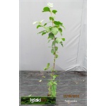 Viburnum lantana - Kalina hordowina - białe FOTO 