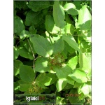 Viburnum lantana - Kalina hordowina - białe C5 40-60cm 
