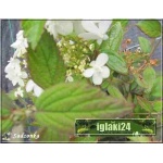 Viburnum plicatum Watanabe - Kalina japońska Watanabe - białe C2 20-30cm