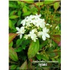 Viburnum plicatum Watanabe - Kalina japońska Watanabe - białe C2 20-30cm