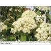 Viburnum rhytidophyllum - Kalina sztywnolistna - kremowo-białe C5 20-50cm