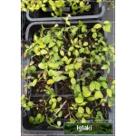 Vinca minor Atropurpurea - Barwinek mniejszy Atropurpurea - Barwinek pospolity Atropurpurea - zielony - purpurowe, wys. 15, kw 4/5 FOTO 