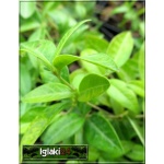 Vinca minor Atropurpurea - Barwinek mniejszy Atropurpurea - Barwinek pospolity Atropurpurea - zielony - purpurowe, wys. 15, kw 4/5 C0,5