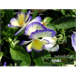 Viola cornuta Etain - Fiołek rogaty Etain - kremowo-fioletowe, wys. 15, kw. 5/9 FOTO