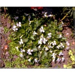 Viola sororia Freckles - Fiołek motylkowaty Freckles - niebieskie, wys. 15, kw. 4/5 FOTO