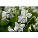 Viola sororia Freckles - Fiołek motylkowaty Freckles - niebieskie, wys. 15, kw. 4/5 FOTO