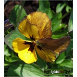 Viola cornuta Irish Molly - Fiołek rogaty Irish Molly - pomarańczowo-brązowe, wys. 15, kw. 5/8 FOTO