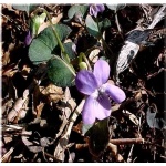 Viola labradorica - Fiołek labradorski - niebieskie, liść czerwony, wys 15, kw 3/6 FOTO 
