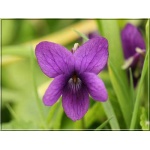 Viola odorata - Fiołek wonny - fioletowy, wys 10, kw 4/5 FOTO