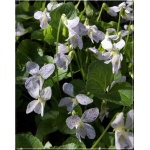 Viola sororia Freckles - Fiołek motylkowaty Freckles - niebieskie, wys. 15, kw. 4/5 C0,5 xxxy