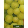 Vitis Bianca - Winorośl Bianca - żółto-zielone C0,5 10-40cm 
