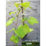 Vitis Einset Seedles - Winorośl Einset Seedles - różowe C0,5 10-40cm