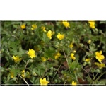 Waldsteinia geoides - Pragnia kuklikowata - żółty, wys 20, kw 4/5 C0,5