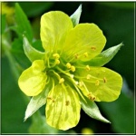 Waldsteinia geoides - Pragnia kuklikowata - żółty, wys 20, kw 4/5 C0,5