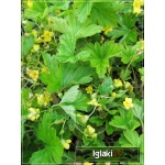 Waldsteinia geoides - Pragnia kuklikowata - żółty, wys 20, kw 4/5 FOTO