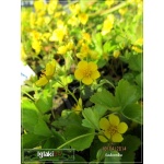 Waldsteinia ternata - Waldsteinia sibirica - Pragnia syberyjska - żółty, wys 15, kw 4/5 C0,5 