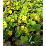 Waldsteinia ternata - Waldsteinia sibirica - Pragnia syberyjska - żółty, wys 15, kw 4/5 C1,5