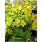 Waldsteinia ternata - Waldsteinia sibirica - Pragnia syberyjska - żółty, wys 15, kw 4/5 C1,5