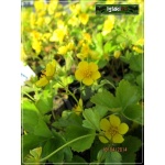 Waldsteinia ternata - Waldsteinia sibirica - Pragnia syberyjska - żółty, wys 15, kw 4/5 FOTO