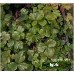 Waldsteinia ternata - Waldsteinia sibirica - Pragnia syberyjska - żółty, wys 15, kw 4/5 FOTO