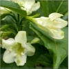 Weigela florida Alba - Krzewuszka cudowna Alba - białe FOTO