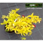 Weigela florida Aurea - Krzewuszka cudowna Aurea - ciemnoróżowe C5 30-50cm
