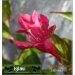 Weigela florida Evita - Krzewuszka cudowna Evita - karminowo-różowe C5 30-60cm